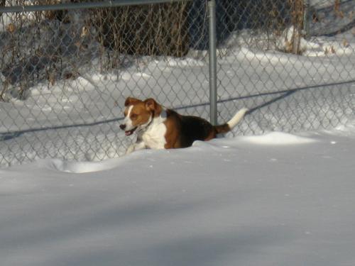 Flying Beagle - Buster loves flying through the snow out back