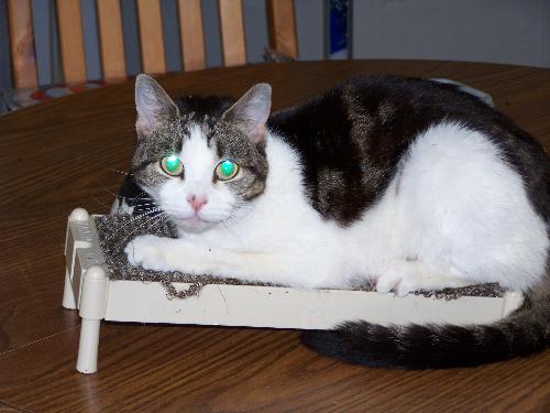 Harriet - A picture of my late cat, Harriet. She would often 'glue' herself to this scratching post and play/sleep with it for hours.