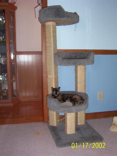 Sassy on kitty stand - Sassy