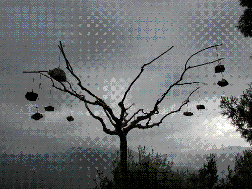 Strange trree - Man' Manipulation of nature. Sin or creativity.