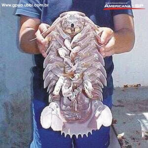 kreeeeeecher - A Brazillian creature I don no the name. UGLY