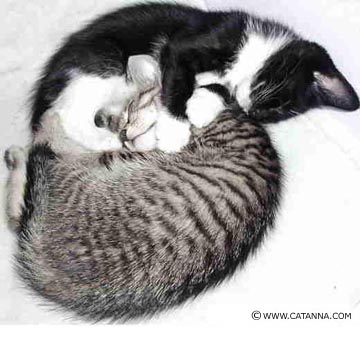 Pouncival & Harmony - Our yin-yang cats ~ Pouncival & Harmony are a sister and brother team we adopted from an animal shelter over five years ago. They were less than a year old when this photo was taken but they're just as cute now :-)