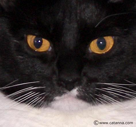 Our cat Pouncival - Our rescued tuxedo cat Pouncival was named after the Jellicle cat character in the musical show CATS. She was very athletic as a kitten and still has an amazing vertical leap :-)
