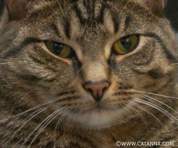 Our cat Harmony - Harmony was adopted from a shelter with his sister Pouncival over 5 years ago. He has the sweetest disposition you can imagine and loves to be carried upside down and have his belly rubbed simulateously :-)