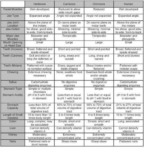 herbivores by nature - although I don't know the source, it's probably just as reliable (more so in MY opinion) as the source that told you meat is natural and healthy