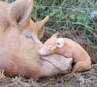 precious - would YOU castrate this baby pig without anesthetics? would YOU cut it's teeth? would YOU kill this animal with your bare hands? no? then why pay someone else to do it?