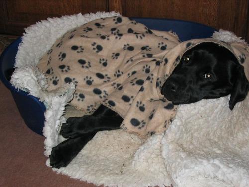 Ruby resting - Ruby resting in her basket and with her favourite 'nite_nite'