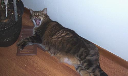 tabby cat - Jade laying on the heat register...