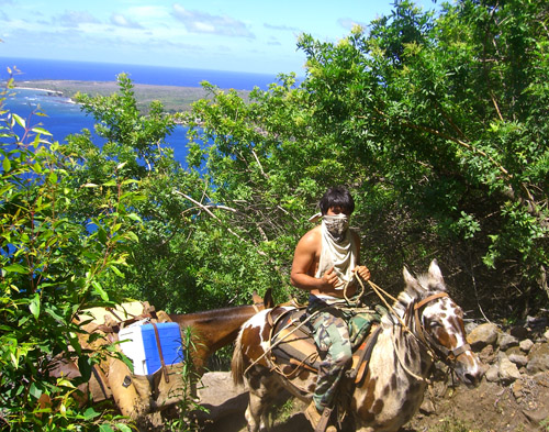 Muleskinner on trail /Molokai - A muleskinner navigates a trail on Molokai leading tourists.