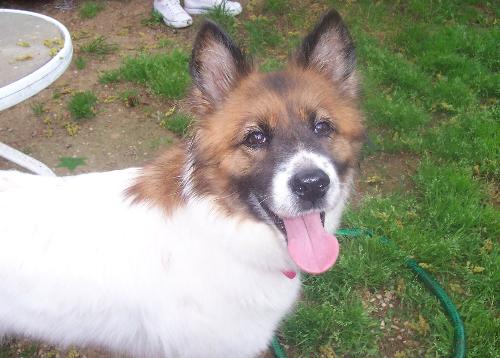 Our angel dog - The best thing that every happened to us. We rescued her in March 07. We think she is a border collie/american eskimo mix