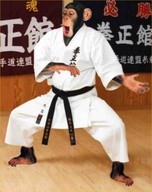 Karate King !!! - A monkey displaying a karate stunt..