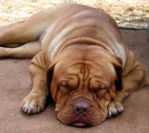 Lost in thoughts. - This is one of the dogs I clicked in a dog show in the year 2003. I particularly liked the way this guy was sleeping, seems to be troubles still hounding him.