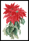 poinsettia - This is a very pretty pattern
