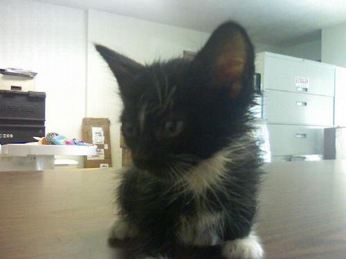 My new kitten-Bahleu - He is now six weeks old and a male. He loves to cuddle!