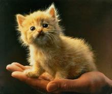 SPCA Poster - cute kitten - SPCA Poster