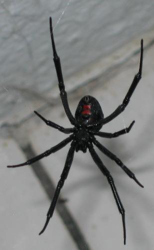Scary spider in my kitchen - This is a scary spider that we found in the kitchen. I think it is a Black Widow. And even if it is not, it still freaks me out. Scary spider in my kitchen - This is a scary spider that we found in the kitchen. I think it is a Black Widow. And even if it is not, it still freaks me out.