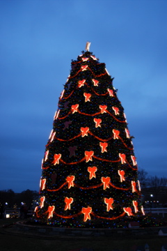 National Christmas Tree - on White House Ellipse, Washington, D.C.