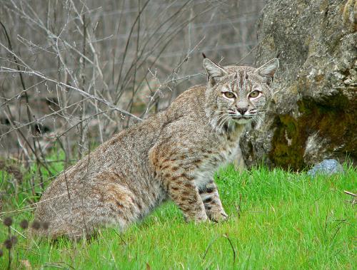 American Bobcat - Bobcat has returned to south central Ohio for the first time in a hundred years.