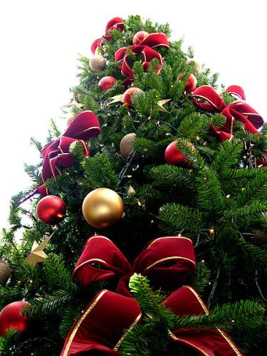 Christmas Tree - A picture of a Christmas tree.

Merry Christmas everyone!
