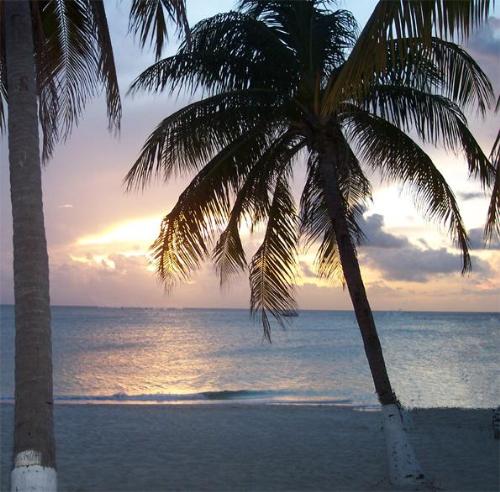 Palm Tree - View of the ocean from Seven Mile Beach in Grand Cayman