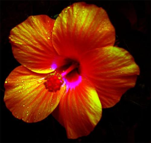 Hibiscus - Hibiscus flower with rain drops