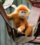 Isn't it cute?? - Cute monkey Isn't it cute?? - Cute monkey