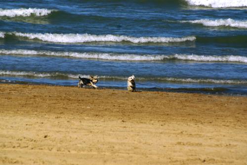 dogs play - dogs playing on the beach front