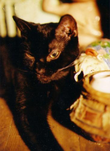 Pyewacket on The Mend - image of Pyewacket Pyewacket on The Mend - image of Pyewacket