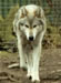 Wolf - A picture of a wolf.