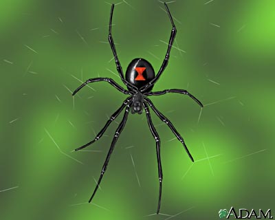 Black Widow - image of black widow