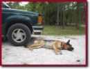 poor dog - laws against hit and run of dogs should be implemented