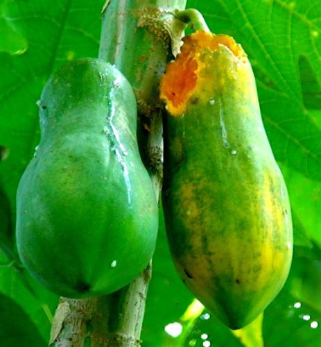 papaya - green papaya, ripe papaya