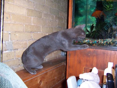 Our gray male cat trying to catch aquarium fish - This is Chakra our male cat trying to catch fish from one of our four aquariums. At least the fish keep him and our other 4 cats amused.