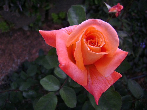 Rose - I like this picture.