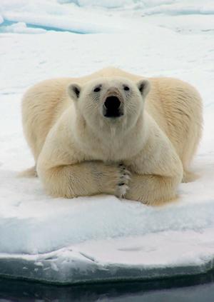 cute polar - I like this picture very much, whenever I see it, I want to laugh, how about you?