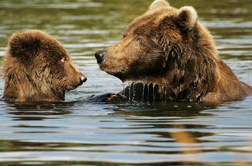 bear in bath - Very cute picture, look at the eye contact of the bears