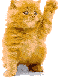 cat - cat waive