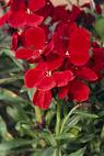 This is a wallflower - The scent from a wallflower is magnificient