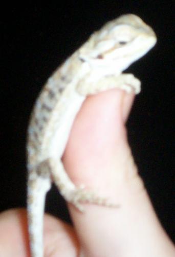 Our New Bearded Dragon - This is the newest addition to the family. He is a 2 week old Bearded Dragon.