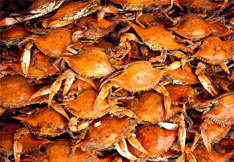 crabs - steamed crabs