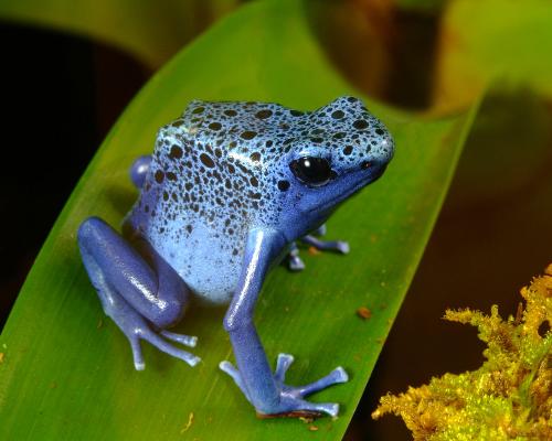 Blue Poison Dart Frog - Downloaded from edenpics.com