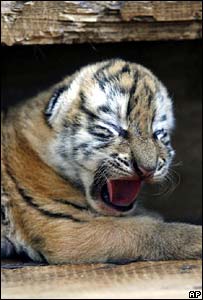 Rare Siberian tigers found dead - China has seen a boom in Siberian tigers born in captivity