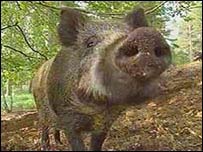 Wild boar killed in French shop - Wild boar are hunted for their meat in France