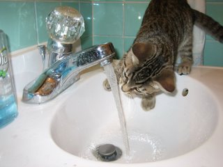 kitty drinking - drinking from a tap