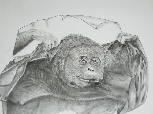 chimpanzee - This is chimpanzee, pure pencil work