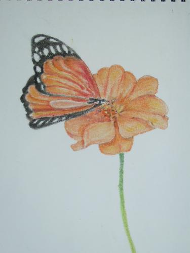 Butterfly - This is color pencil drawing   by  Ramagopal
