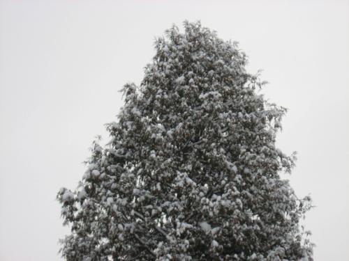 So serene looking - I love snow covered trees So serene looking - I love snow covered trees