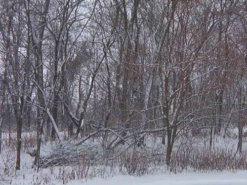 Snow-covered woods - The view from my side porch.