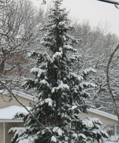 Ahhh! - Ahhh the snowy trees are a sight to behold huh?