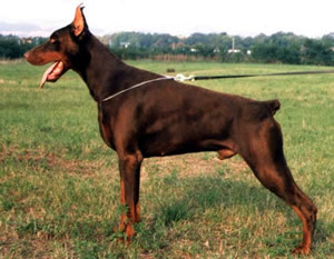 Doberman Pincher - A picture of the Doberman Pincher